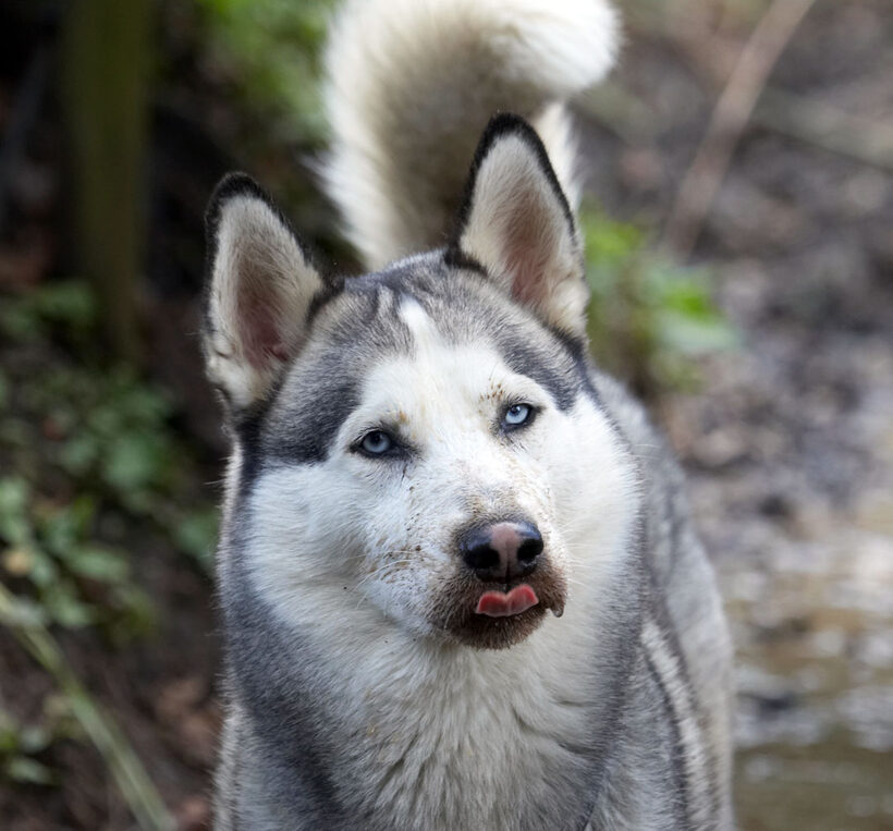 Animal, Animals, Canine, Canines, Dog, Dogs, Huskies, Husky, Land Mammal, Land Mammals, Play, Playing, playtime, Reeba, Terrestrial Mammal, Terrestrial Mammals