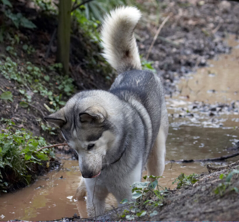 Animal, Animals, Canine, Canines, Dog, Dogs, Huskies, Husky, Land Mammal, Land Mammals, Play, Playing, playtime, Reeba, Terrestrial Mammal, Terrestrial Mammals