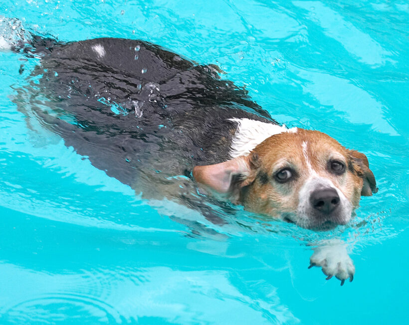 Isn't this a cool swimming style