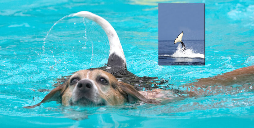 Look, Mom, I'm a whale