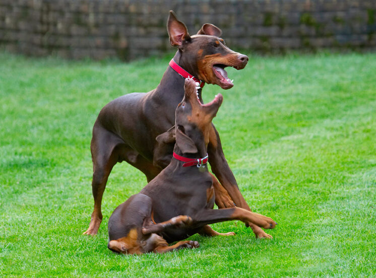 Doberman Pinscher, Dog, Dogs, Jess, Toby