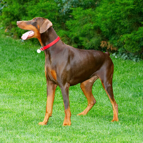 Doberman Pinscher, Dog, Dogs, Jess, Toby, Tongue