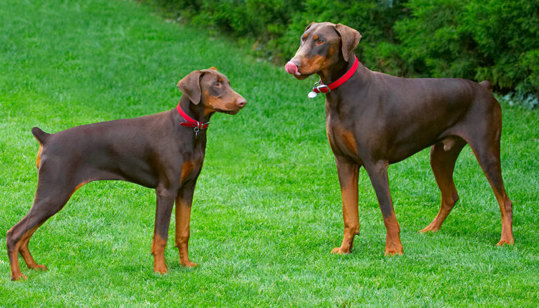 Doberman Pinscher, Dog, Dogs, Jess, Toby, Tongue
