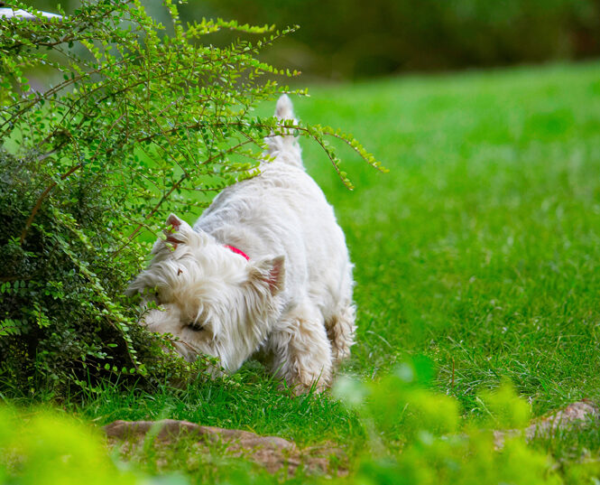 Dog, Dogs, Molly, Scruffy, Terriers, West Highland Terrier