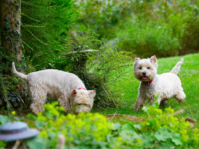 Dog, Dogs, Molly, Scruffy, Terriers, West Highland Terrier