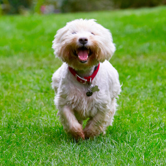 Dog, Dogs, Molly, Scruffy, Terriers, Tongue, West Highland Terrier