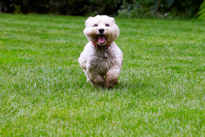 Dog, Dogs, Molly, Scruffy, Terriers, Tongue, West Highland Terrier
