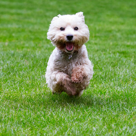 Dog, Dogs, Molly, Scruffy, Terriers, West Highland Terrier