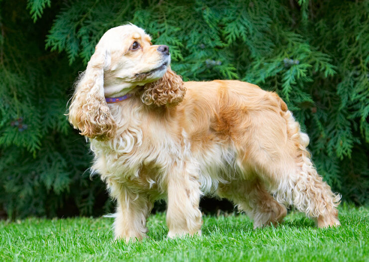Alicia, American Cocker Spaniel, Dog, Dogs, Spaniel