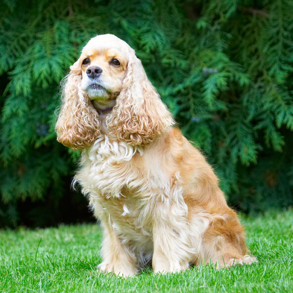 Alicia, American Cocker Spaniel, Dog, Dogs, Spaniel