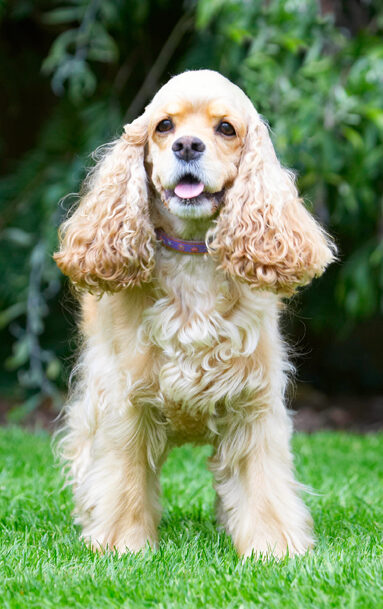 Alicia, American Cocker Spaniel, Dog, Dogs, Spaniel