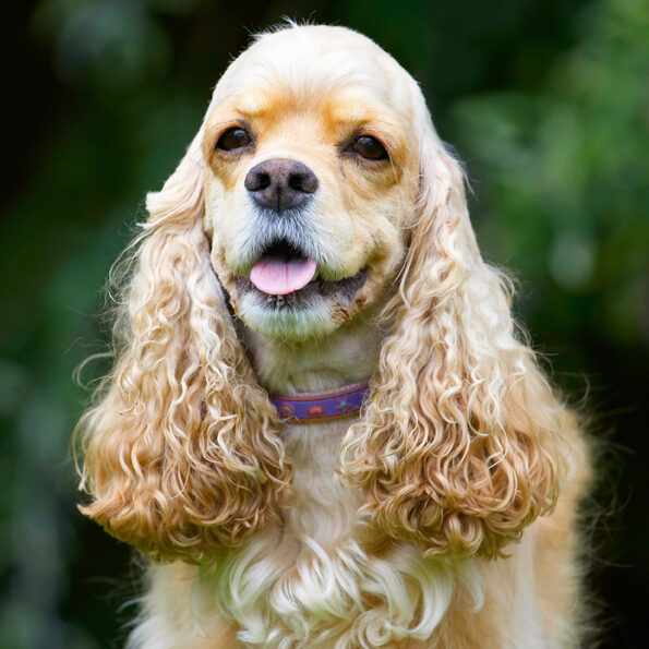 Alicia, American Cocker Spaniel, Dog, Dogs, Spaniel, Tongue