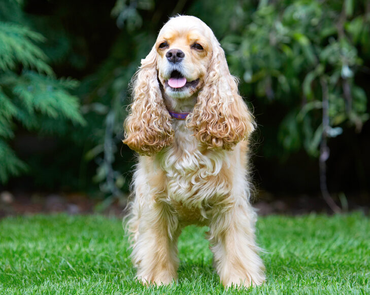 Alicia, American Cocker Spaniel, Dog, Dogs, Spaniel, Tongue