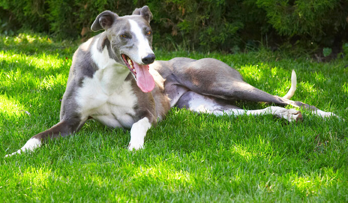 Dog, Dogs, Greyhound, Molly, Tongue