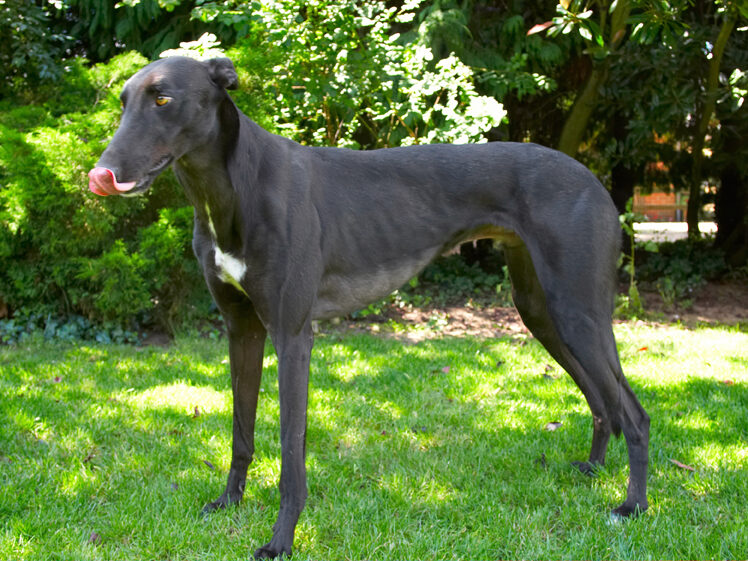Buddy, Dog, Dogs, Greyhound, Tongue