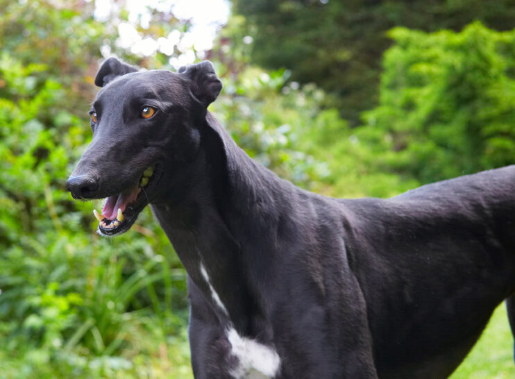 Buddy, Dog, Dogs, Greyhound, Tongue