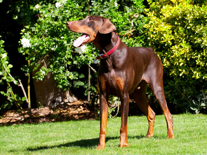 Doberman Pinscher, Dog, Dogs, Jess, Toby, Tongue