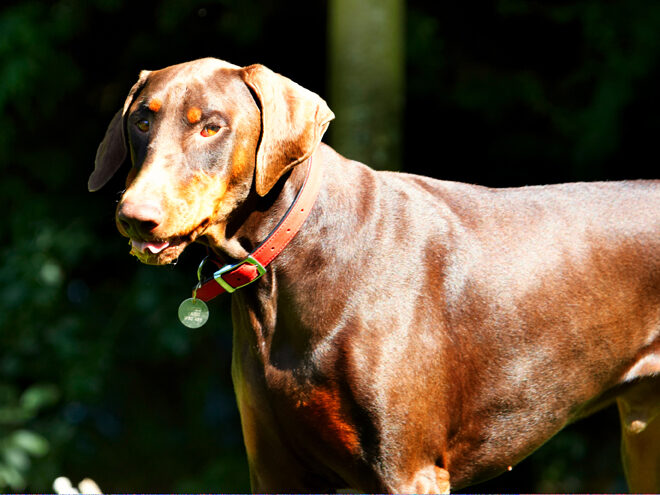 Doberman Pinscher, Dog, Dogs, Jess, Peanut Butter, Toby, Tongue