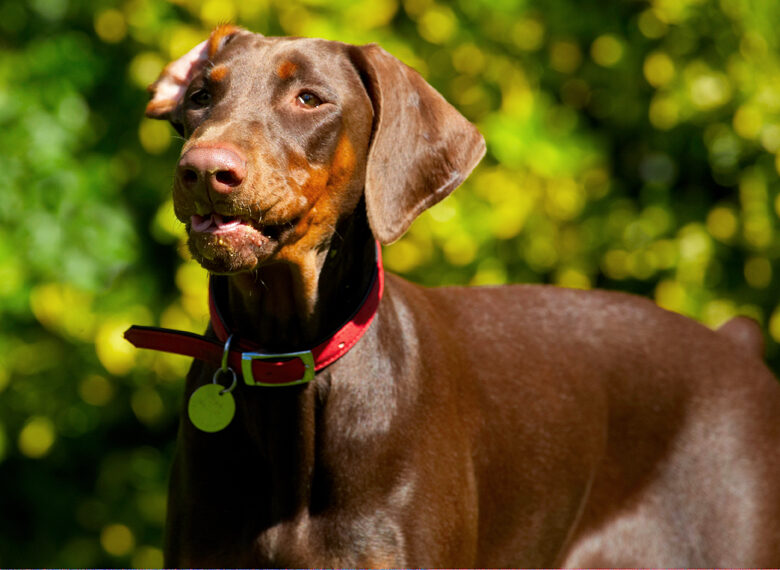 Doberman Pinscher, Dog, Dogs, Jess, Toby