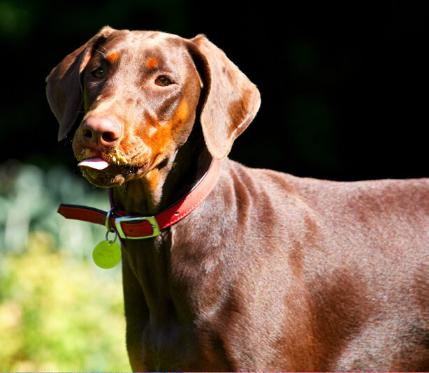 Doberman Pinscher, Dog, Dogs, Jess, Peanut Butter, Toby, Tongue