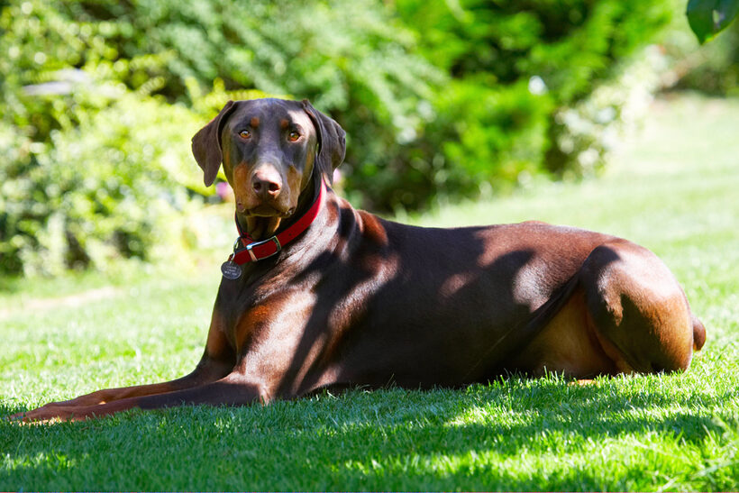 Doberman Pinscher, Dog, Dogs, Jess, Toby