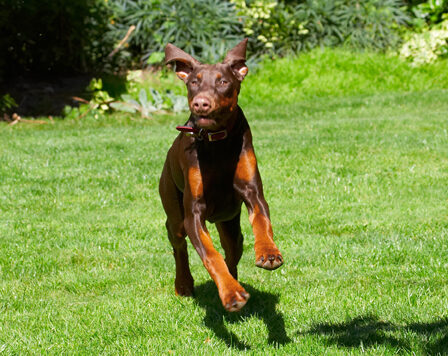 Doberman Pinscher, Dog, Dogs, Jess, Toby