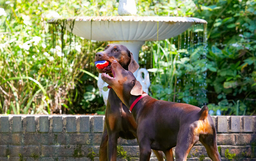 Doberman Pinscher, Dog, Dogs, Jess, Toby