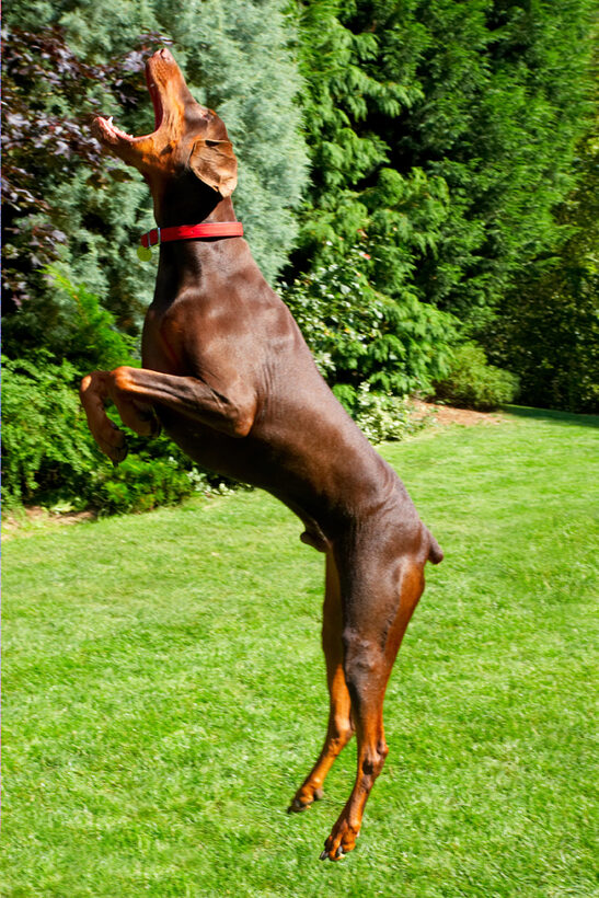 Doberman Pinscher, Dog, Dogs, Jess, Toby