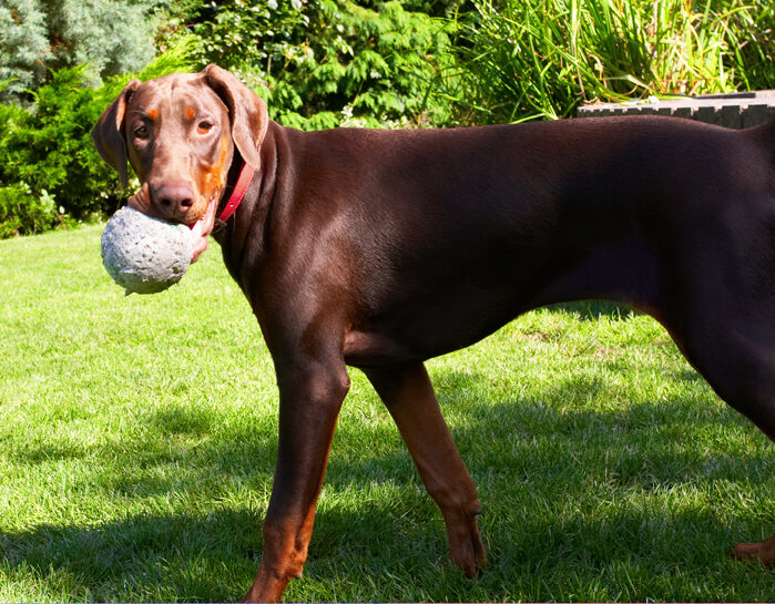 Doberman Pinscher, Dog, Dogs, Jess, Toby