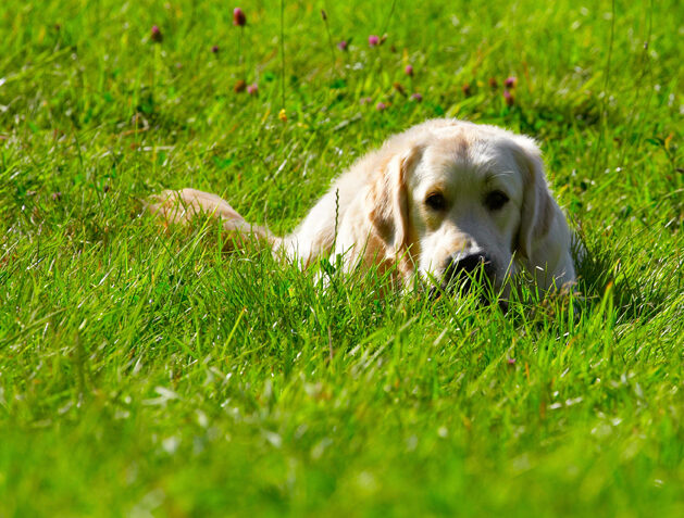 Dog, Dogs, Golden Retriever, Hal, Sirius