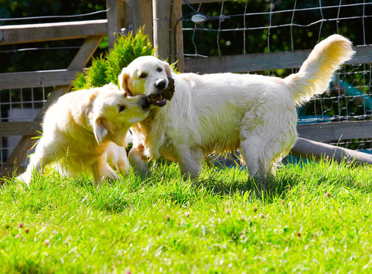 Dog, Dogs, Golden Retriever, Hal, Sirius
