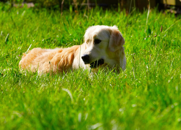 Dog, Dogs, Golden Retriever, Hal, Sirius