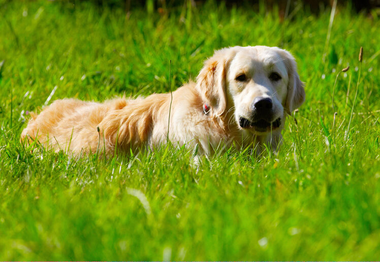 Dog, Dogs, Golden Retriever, Hal, Sirius