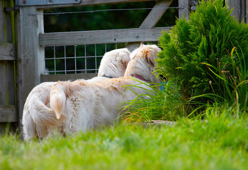 Dog, Dogs, Golden Retriever, Hal, Sirius
