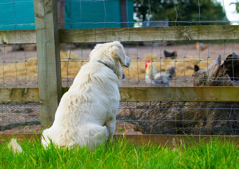 Dog, Dogs, Golden Retriever, Hal, Sirius