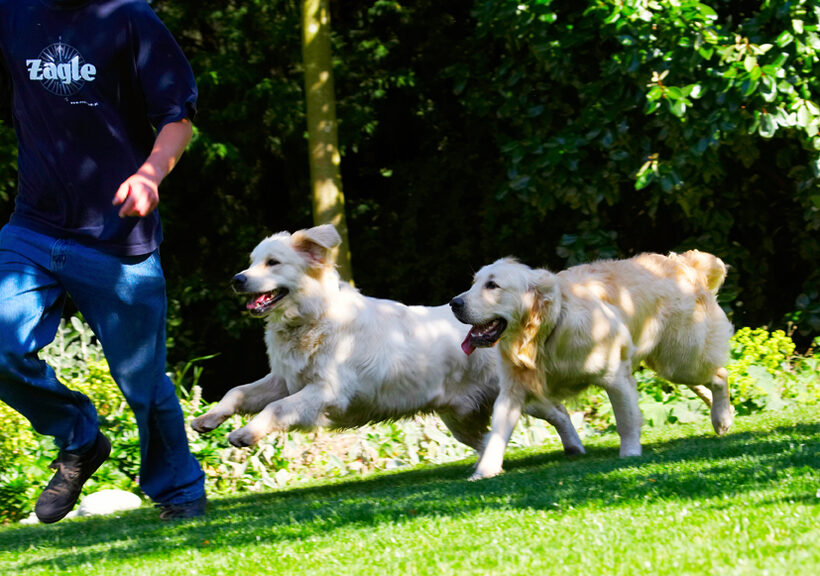 Dog, Dogs, Golden Retriever, Grzegorz, Hal, Sirius