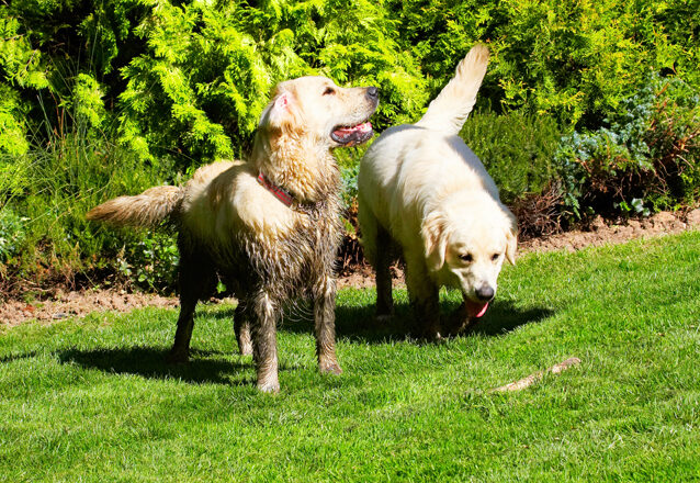 Dog, Dogs, Golden Retriever, Hal, Sirius