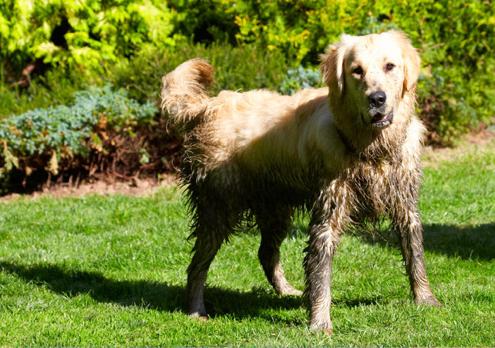 Dog, Dogs, Golden Retriever, Hal, Sirius