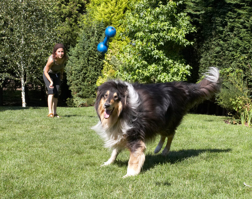 Collie, Collies, Dog, Dogs, Haired, Petra, Play, Playing, Playtime, Rough, Scooby