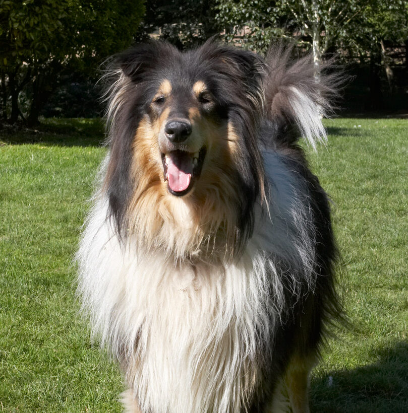 Collie, Collies, Dog, Dogs, Haired, Play, Playing, Playtime, Rough, Scooby, Tongue