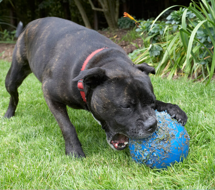 Ball, Dog, Dogs, Kira, Play, Playing, Playtime, Staffordshier Bull Terrier, Terriers