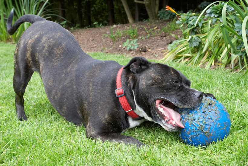 Ball, Dog, Dogs, Kira, Play, Playing, Playtime, Staffordshier Bull Terrier, Terriers, Tongue