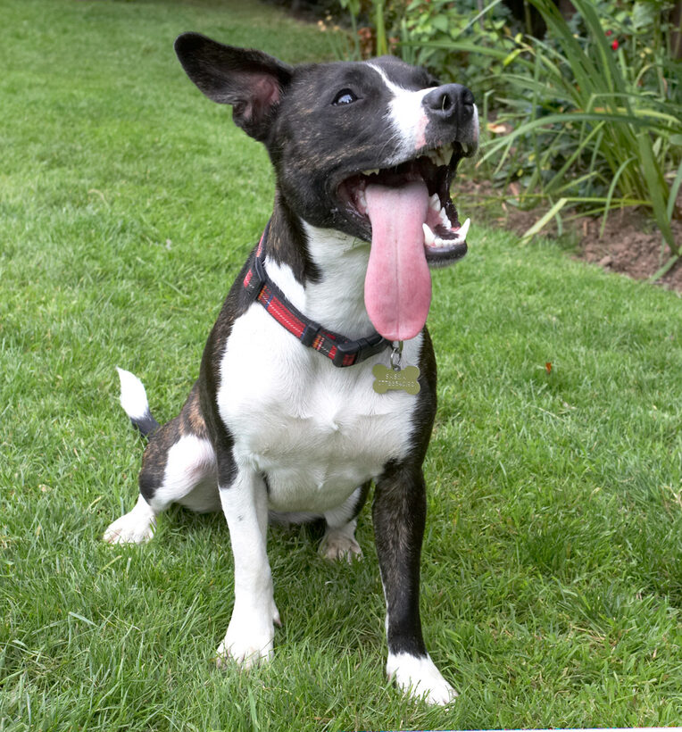 Dog, Dogs, Play, Playing, Playtime, Sasha, Staffordshire Bull Terrier, Terriers, Tongue