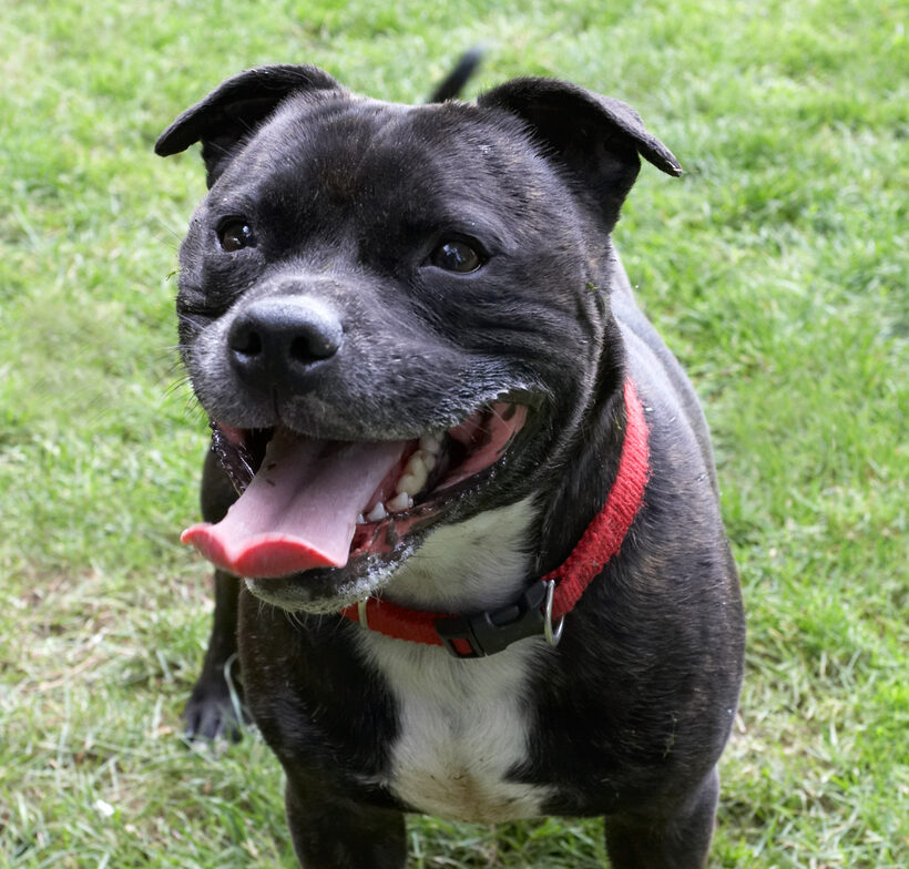 Dog, Dogs, Kira, Play, Playing, Playtime, Staffordshier Bull Terrier, Terriers, Tongue
