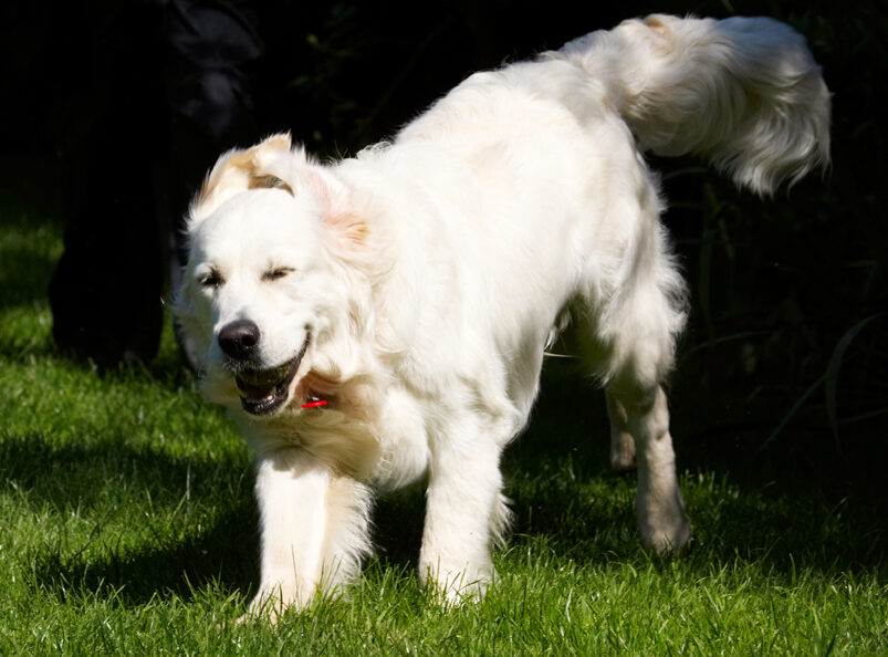 Bramley, Dog, Dogs, Golden Retriever, Laugh, Laughing, Play, Playing, Playtime, Retrievers
