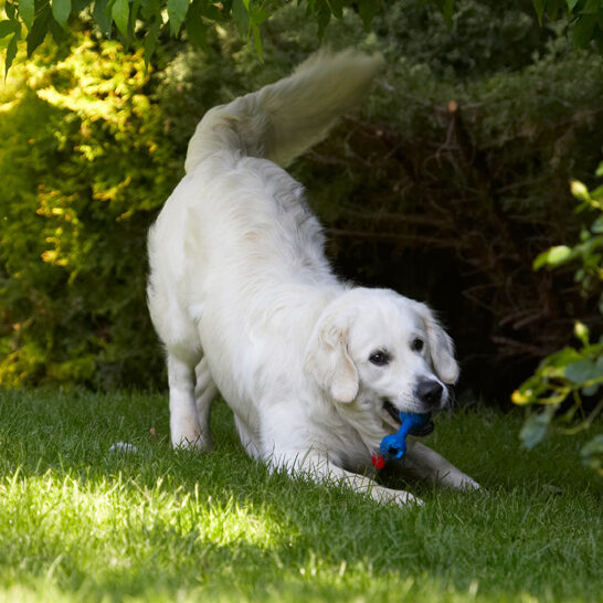 Bramley, Dog, Dogs, Golden Retriever, Play, Playing, Playtime, Retrievers