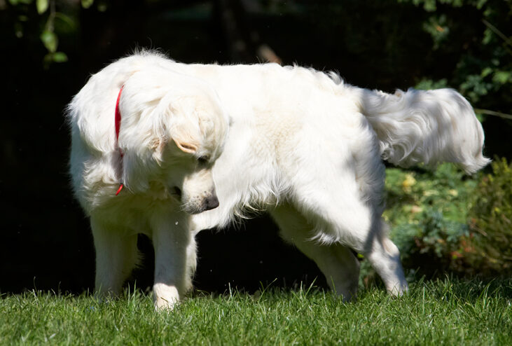 Bramley, Dog, Dogs, Golden Retriever, Play, Playing, Playtime, Retrievers