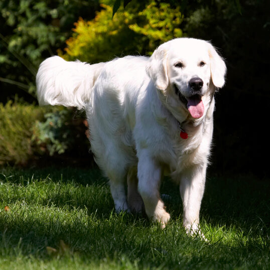 Bramley, Dog, Dogs, Golden Retriever, Happy, Play, Playing, Playtime, Retrievers, Tongue