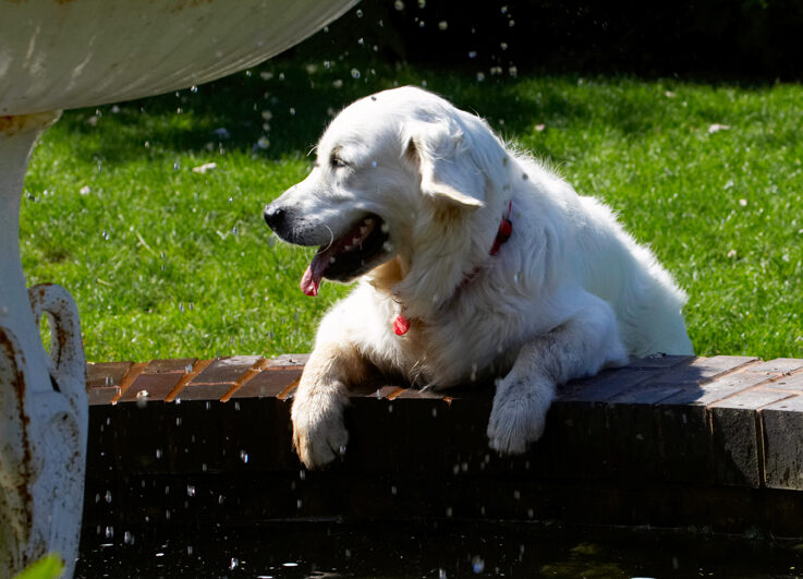 Bramley, Dog, Dogs, Golden Retriever, Play, Playing, Playtime, Retrievers, Tongue