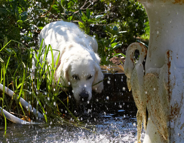 Bramley, Dog, Dogs, Golden Retriever, Play, Playing, Playtime, Retrievers